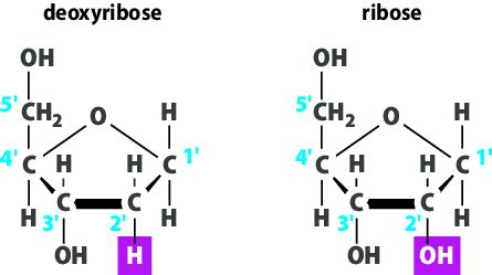 ibose|where does ribose come from.